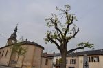 Avec le printemps, les premières feuilles du tilleul convalescent font leur apparition.