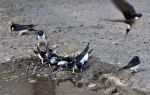 Elles sont nombreuses à survoler le point d'eau entretenu par les riverains ou à s'y poser pour s'y approvisionner.