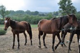 2013 08_15_chevaux_saisis_a