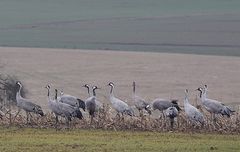 2017 02 23 grues cendrées 5ab