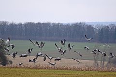 2017 02 23 grues cendrées 7