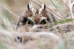 2017 09 10 Hibou des marais photo de D. Rebadj