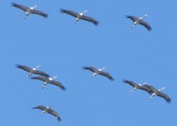 2019 02 05 grues cendrées 1