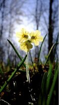 2021 04 04 Primula elatior Primevère des bois