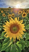 2021 08 01 Tournesol.jpg