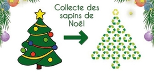 Sapins de noël Collecte 2022 01 28