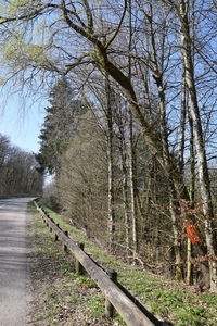 2023 03 11 arbre dangereux RD 58 4