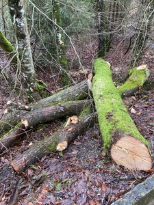 Arbre RD 58 abattu 2023 03 08 