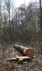 2023 04 15 Forêt Fonds der coupe 10aa