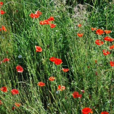 Coquelicot